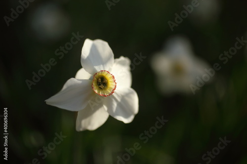 White narcissuses blooming in spring garden  green background