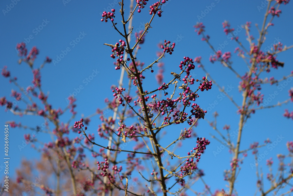 Beautyberry bush with ripe purple berries on branch against blue sky. Callicarpa bodinieri bush in the garden on winter season
Beautyberry bush with ripe purple berries on branch against blue sky. Callicarpa bodinieri bush in the garden on winter season
