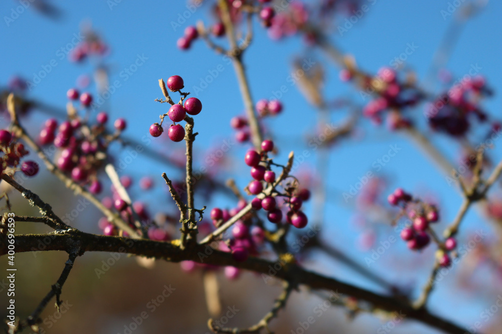 Beautyberry bush with ripe purple berries on branch against blue sky. Callicarpa bodinieri bush in the garden on winter season
Beautyberry bush with ripe purple berries on branch against blue sky. Callicarpa bodinieri bush in the garden on winter season