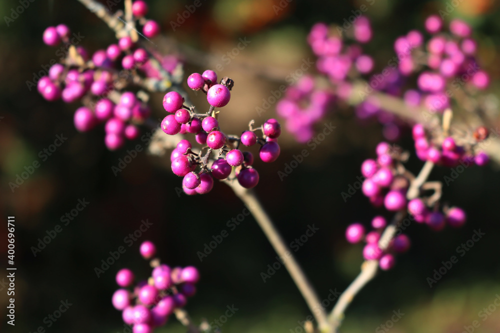 Beautyberry bush with ripe purple berries on branch against dark background. Callicarpa bodinieri bush in the garden on winter season 