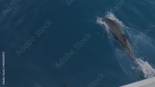 bottlenose dolphins swim and play