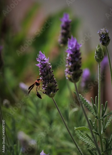 bee on lavender