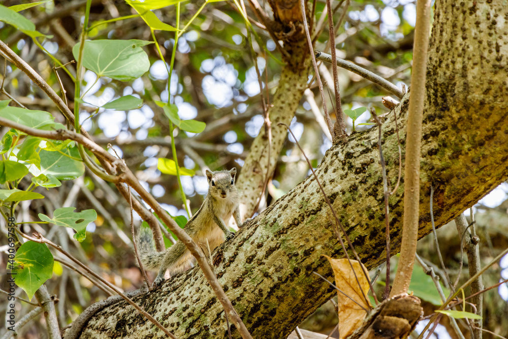 squirrel searching food on a branch