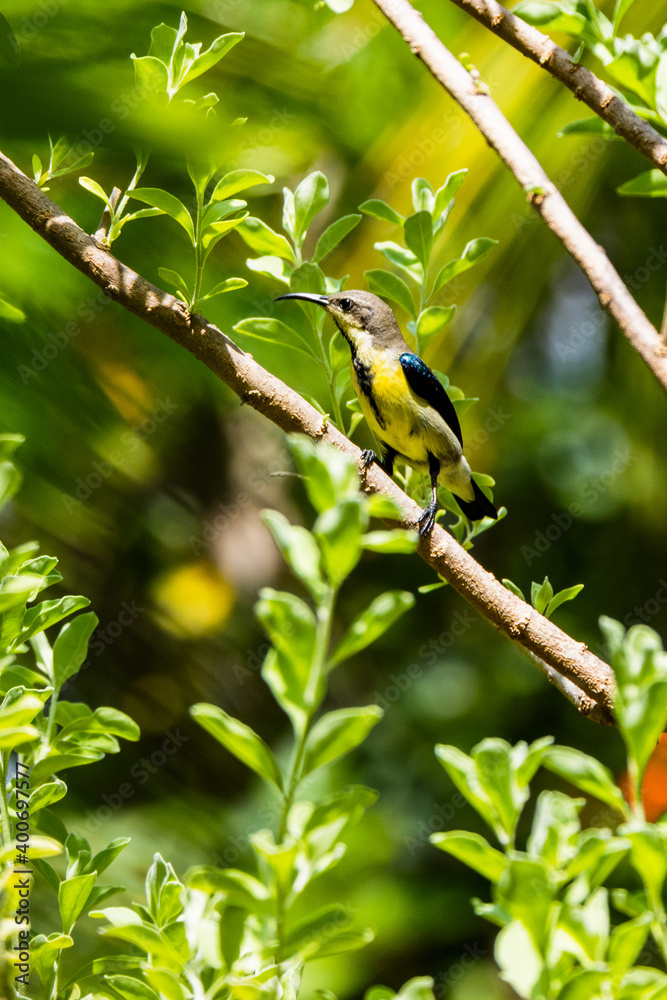yellow wagtail on a branch yellow wagtail on a branch
