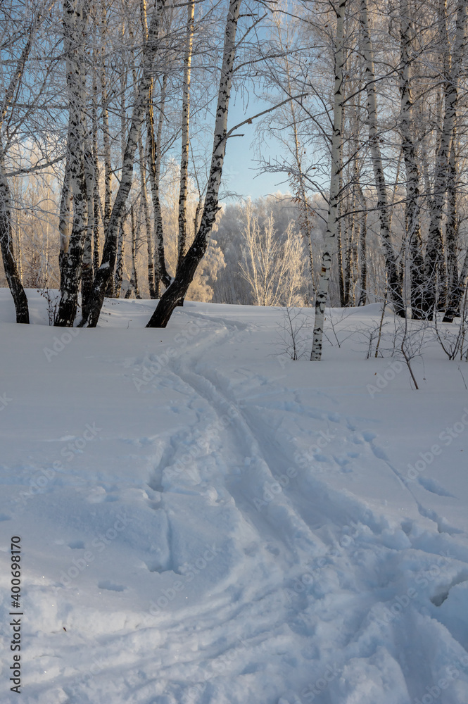 Wonderful winter landscape with ski trails going towards a snowy birch grove.