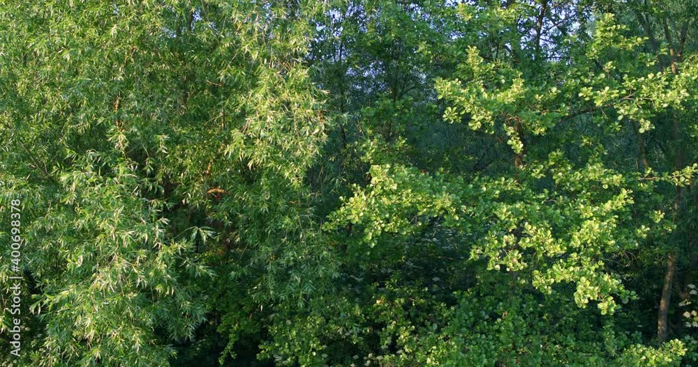 Aerialview of a willow flood forest in the floodplain of the Drava River Aerialview of a willow flood forest in the floodplain of the Drava River