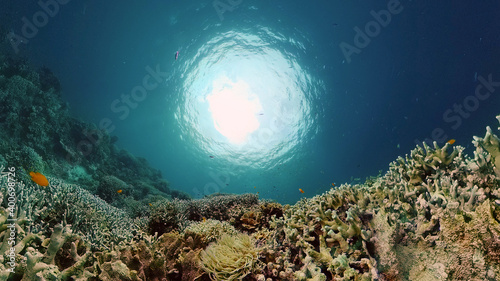 Coral garden seascape and underwater world. Colorful tropical coral reefs. Life coral reef. Philippines. © Alex Traveler