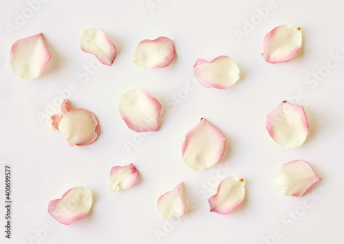 Set of  rose petals on white background
