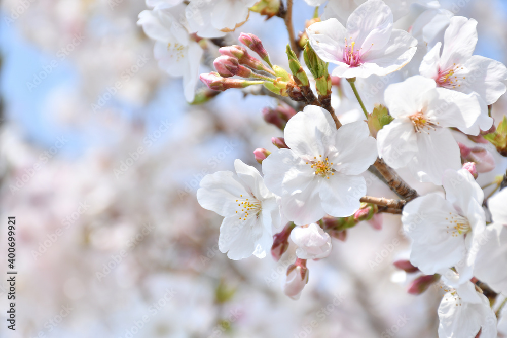 桜の花　ソメイヨシノ