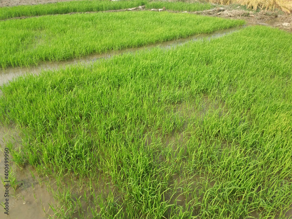 New growing green paddy or rice field, rice seedlings New growing green paddy or rice field, rice seedlings