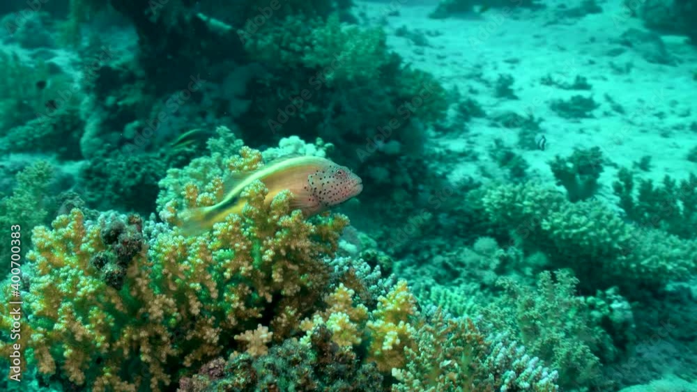 Tropical Coral Reefs With A Small Freckled Hawkfish. - Underwater, Orbiting Shot Tropical Coral Reefs With A Small Freckled Hawkfish. - Underwater, Orbiting Shot