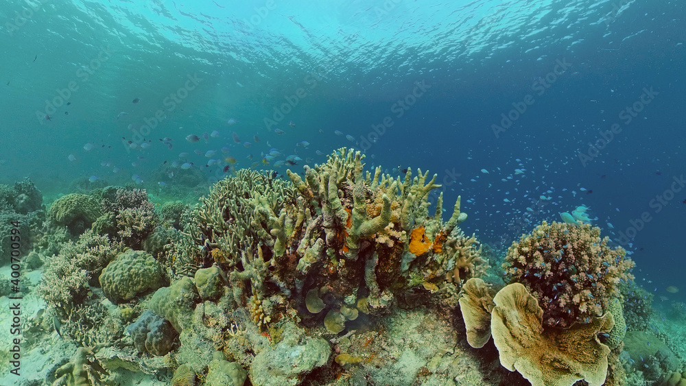 Fototapeta premium Underwater world with coral reef and tropical fishes. Travel vacation concept