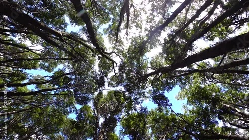Timelapse of tree tops moving with the wind in a larch forest on a sunny day, El Bolsón, Patagonia Argentina. photo