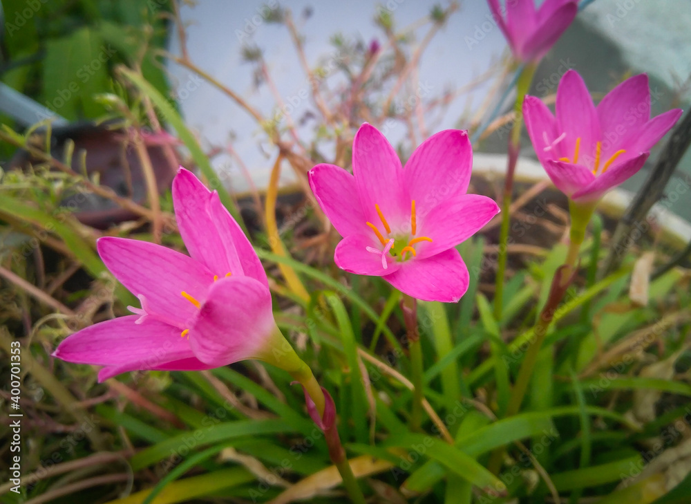 Fototapeta premium spring crocus flowers blooming in garden, nature photography, floral gardening background