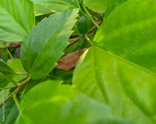 Wallpaper Mural green leaf on a tree Torontodigital.ca