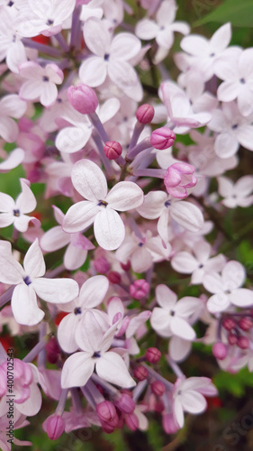 close up Lilac flowers in garden