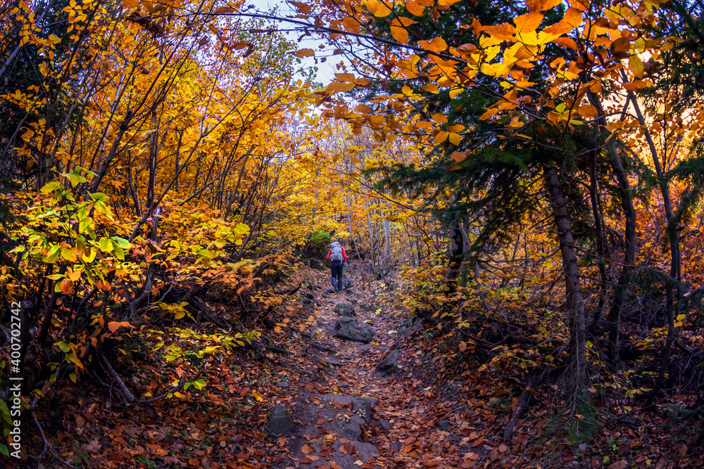 Autumn forest with bright colors of autumn and yellow and red foliage and a middle-aged man with a backpack walking through the forest.