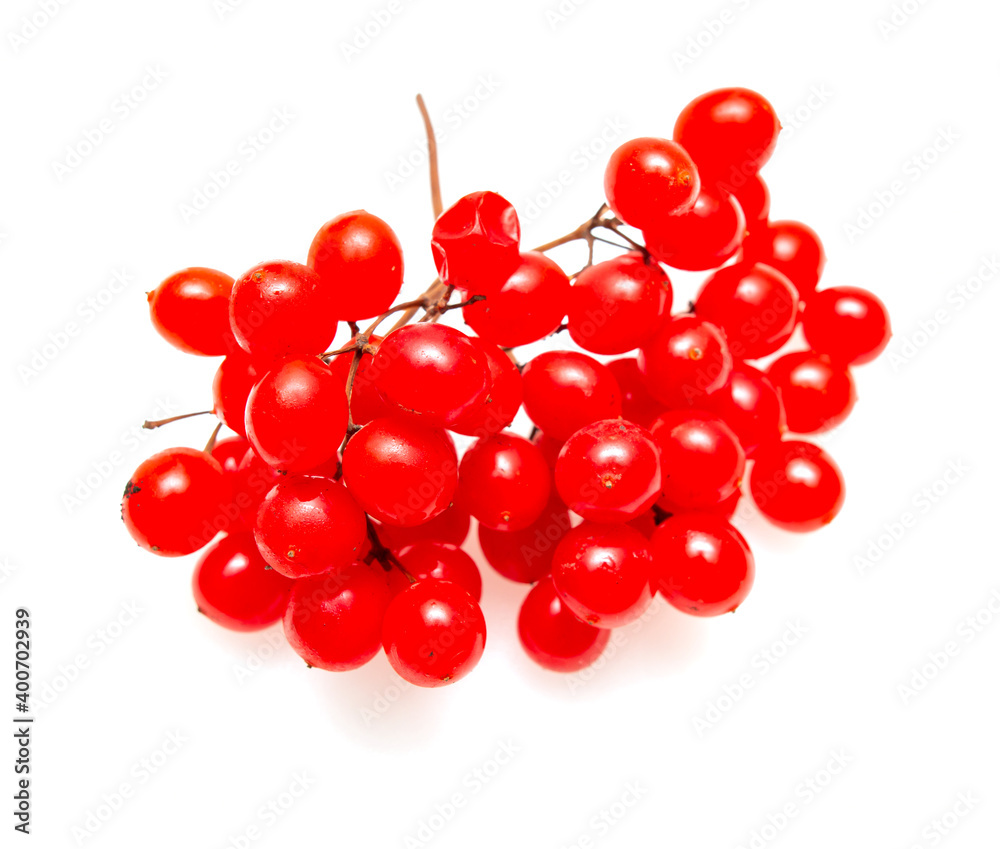 red viburnum berries on a white background red viburnum berries on a white background