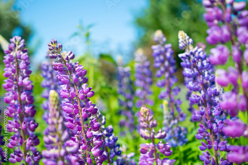 Field of purple lupins on a bright summer day: blooming in the wild, summer colors, flowers, blurred background, selective focus