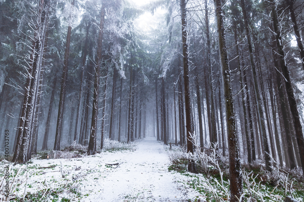 Naklejka premium Zima v lese, Bílé Karpaty