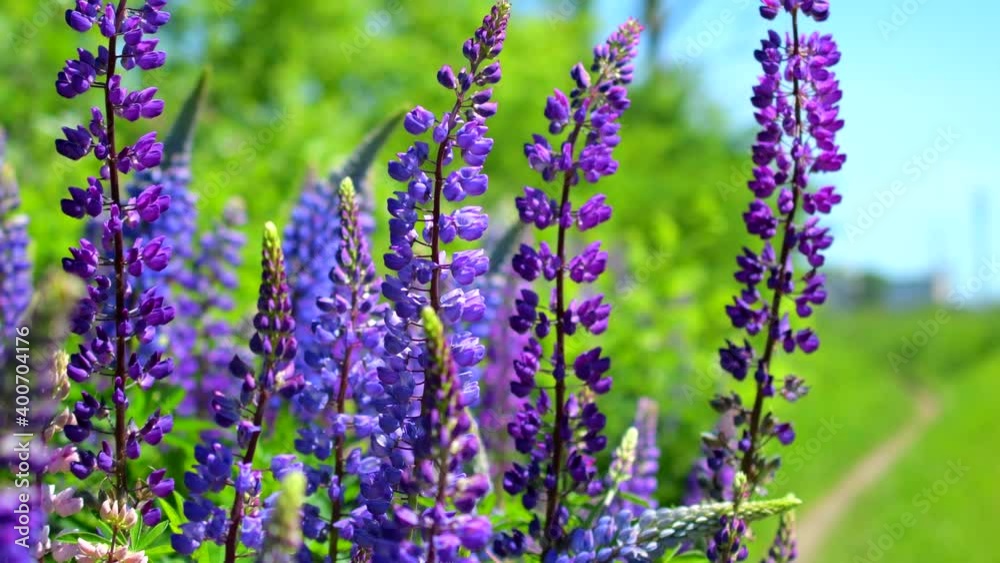 Field of purple and pink lupines on a bright summer day: blooming in the wild, summer colors, flowers swaying in the wind, close up Field of purple and pink lupines on a bright summer day: blooming in the wild, summer colors, flowers swaying in the wind, close up