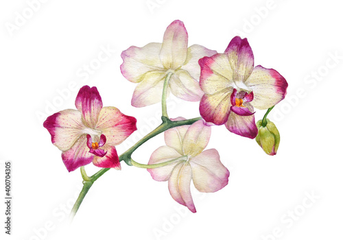 Watercolor orchid isolated on white background