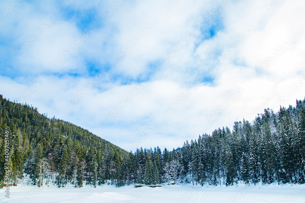 coniferous forest in the snow blue sky in the cloud. Synevir Carpathians. beautiful panorama background.