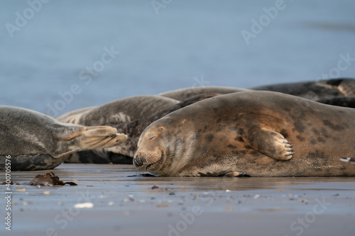 Funny lazy seals on the sandy beach of Dune, Germany