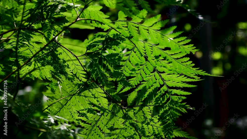 green fern leaves swaying in the wind green fern leaves swaying in the wind