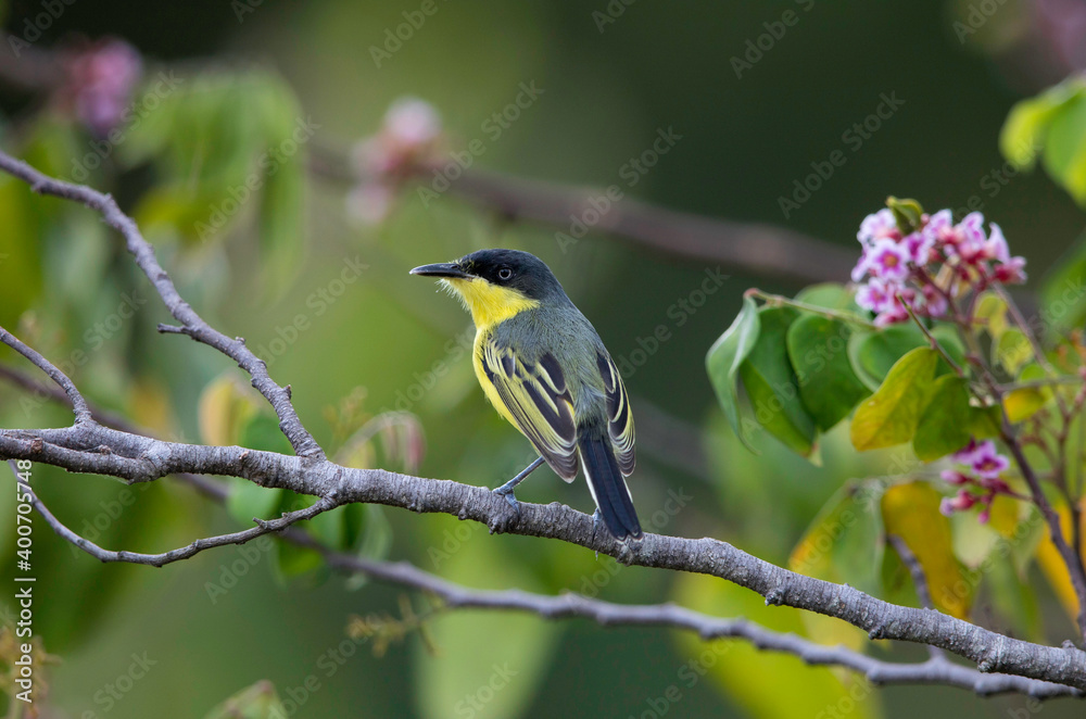 Common Tody-flycatcher, Todirostrum cinereum