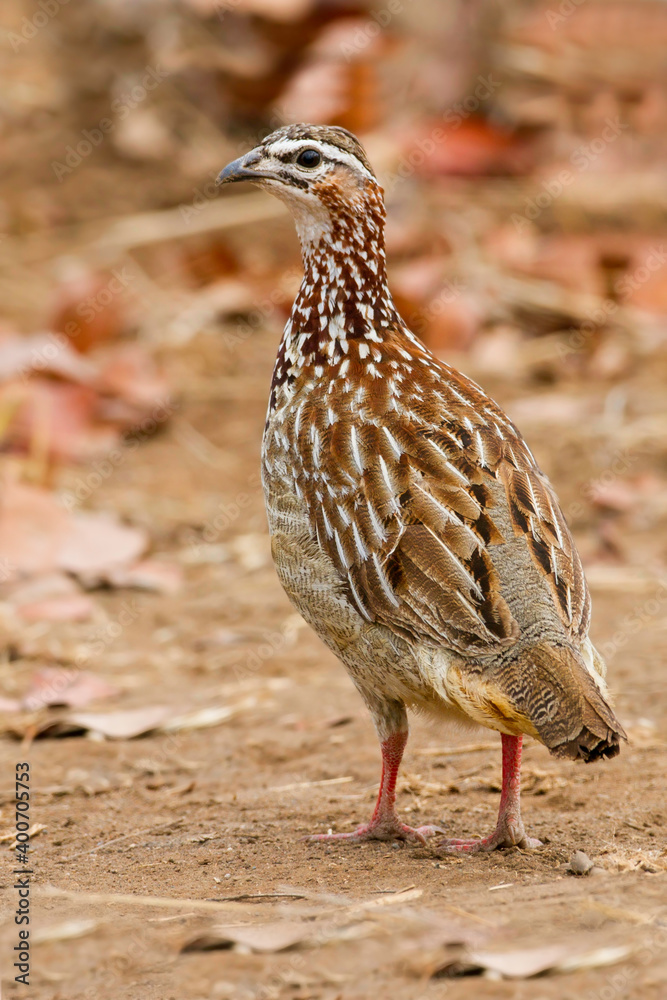 Crested Francolin, Dendroperdix sephaena Crested Francolin, Dendroperdix sephaena