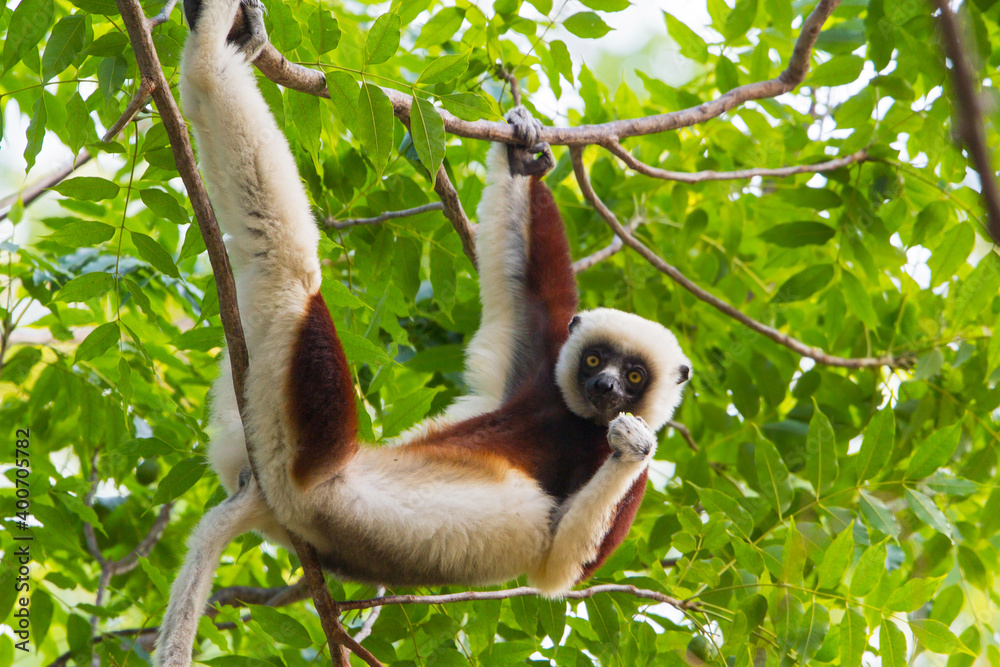 Naklejka premium Coquerel's Sifaka, Propithecus coquereli