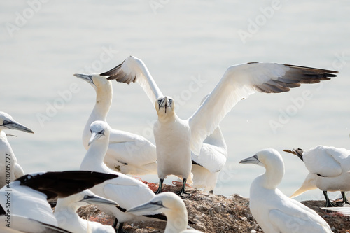 A group of gannets, one standing with spread wings between sitting birds