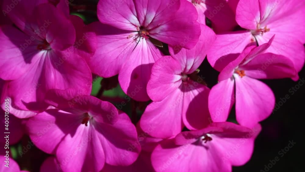 Pink hydrangea flowers blooming in garden close up background Pink hydrangea flowers blooming in garden close up background