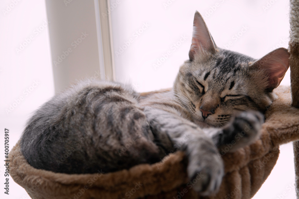 Closeup portrait of a tabby striped Arabian Mau breed cat sleeping in his brown bed on a white background Closeup portrait of a tabby striped Arabian Mau breed cat sleeping in his brown bed on a white background