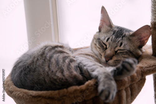 Closeup portrait of a tabby striped Arabian Mau breed cat sleeping in his brown bed on a white background