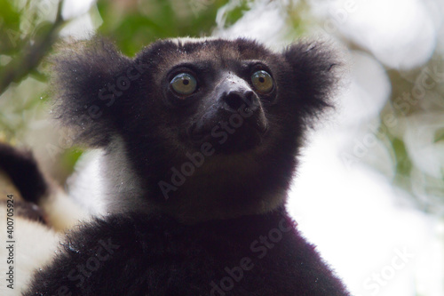 Indri (Indri indri) photo