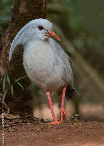 Kagu, Rhynochetos jubatus photo