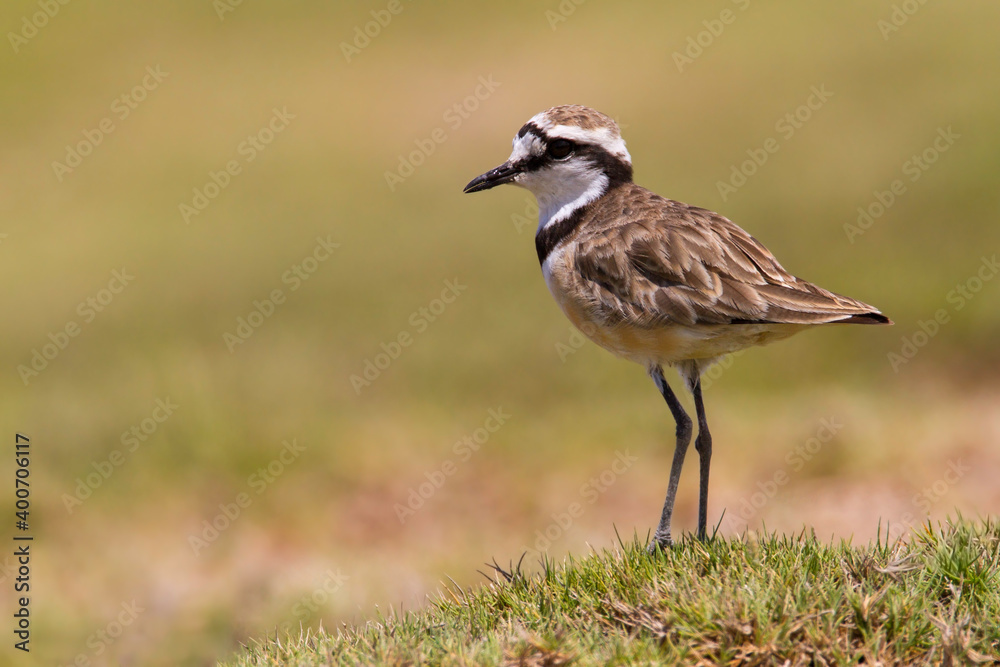 Madagascar Plover