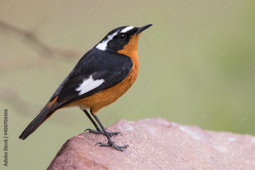 Fototapeta premium Diadeemroodstaart, Moussier's Redstart, Phoenicurus moussieri