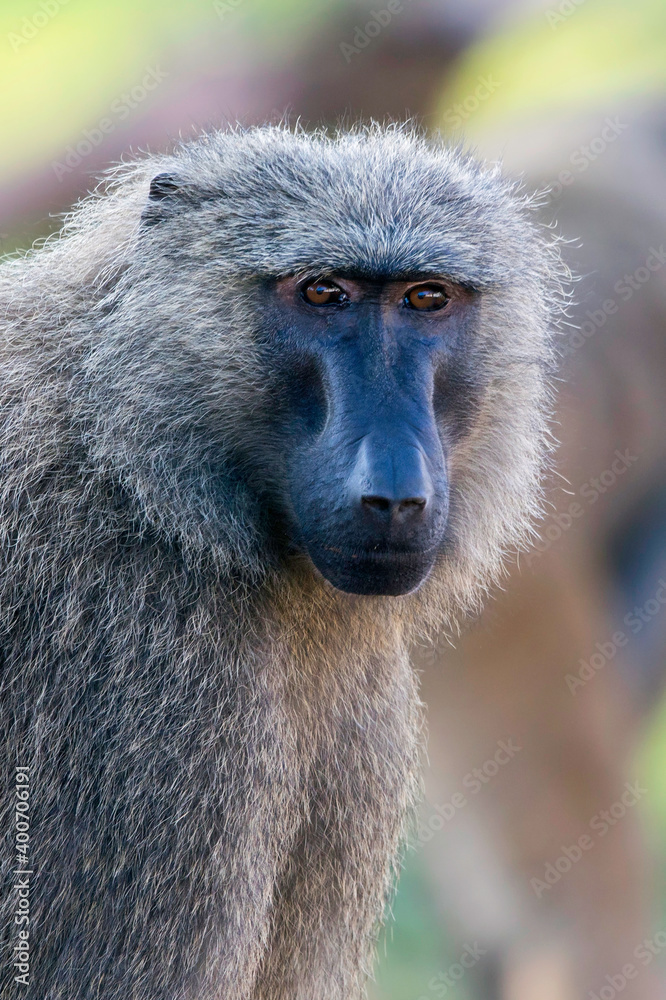 Olive Baboon, Papio anubis Olive Baboon, Papio anubis