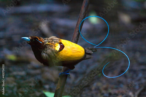 Magnificent Bird-of-Paradise