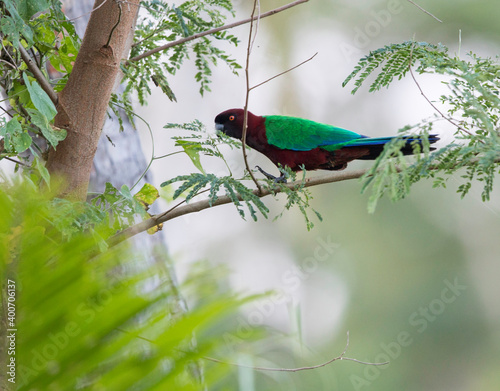 Maroon Shining-Parrot, Prosopeia tabuensis photo