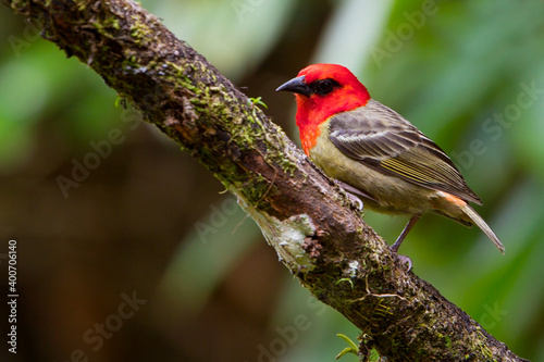 Mauritiuswever, Mauritius Fody, Foudia rubra photo