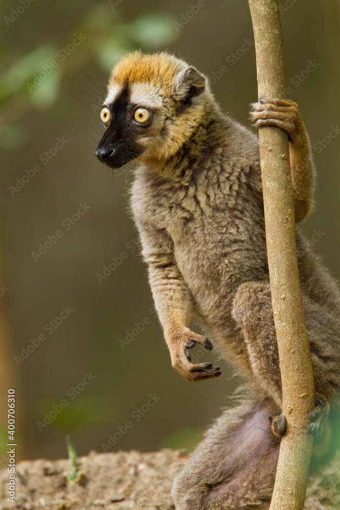 Naklejka premium Red-fronted brown Lemur, Eulemur rufifrons