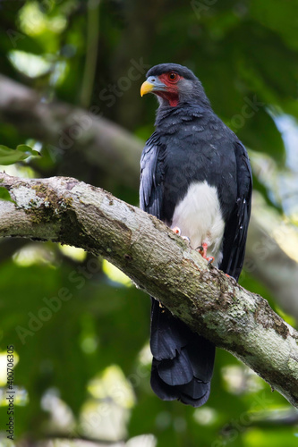 Red-throated Caracara photo