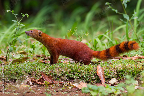 Obraz na płótnie Ring-tailed Mongoose, Galidia elegans w salonie