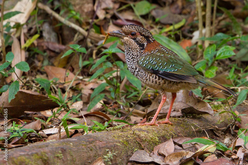 Scaly Ground Roller  Geobiastes squamiger