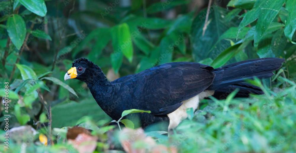 Black Curassow, Crax alector Black Curassow, Crax alector