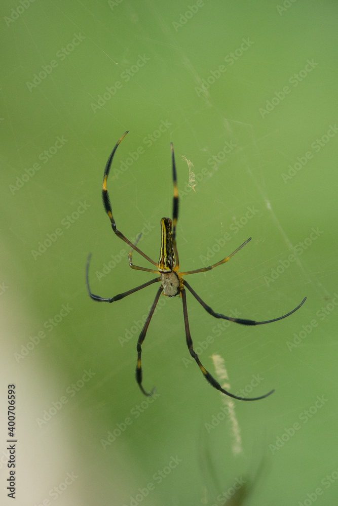 spider on a web spider on a web